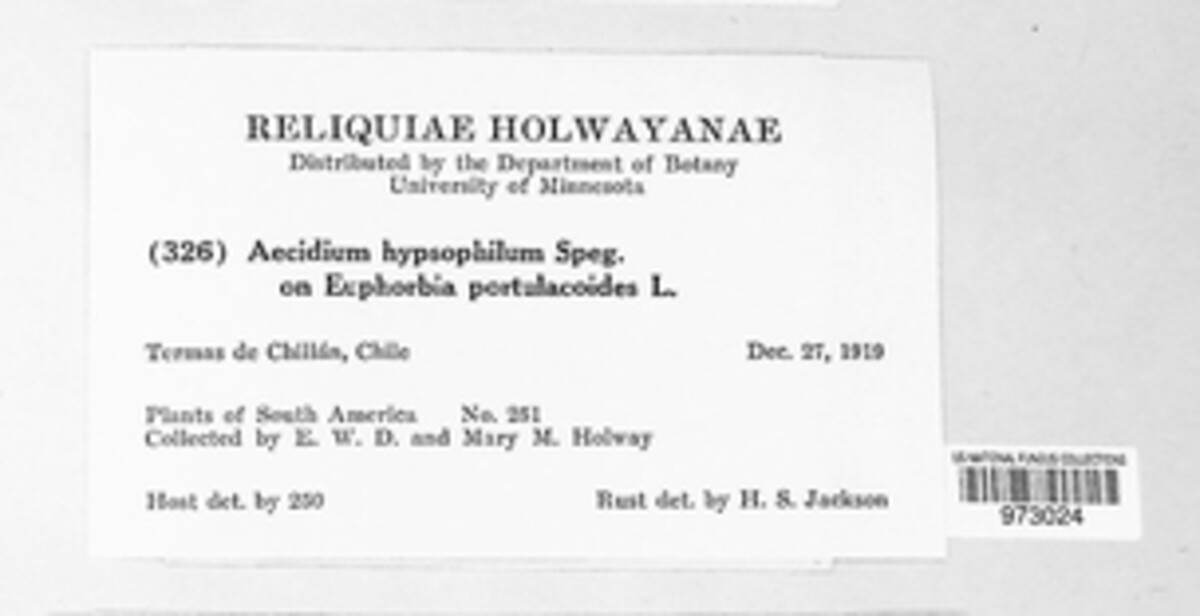 Aecidium hypsophilum image